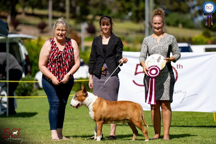 Bull Terrier Club of Western Australia Bully Walk