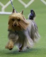 Agility Silkies Event
