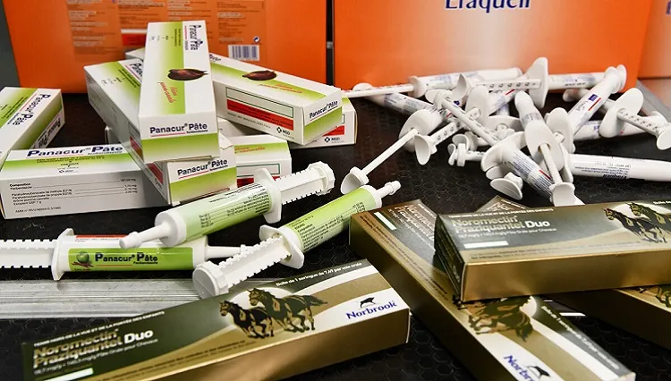 Formation en Taping kinésiologique pour équidés de sport