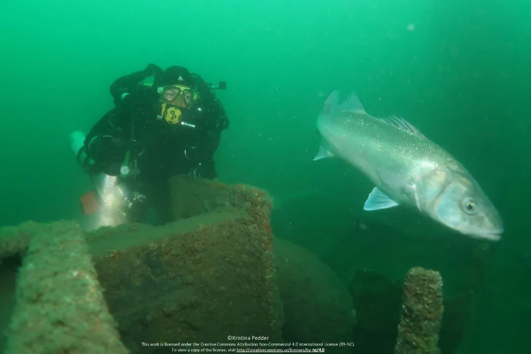 Dacorum Scuba