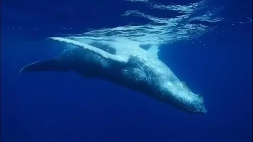 Whale Watching