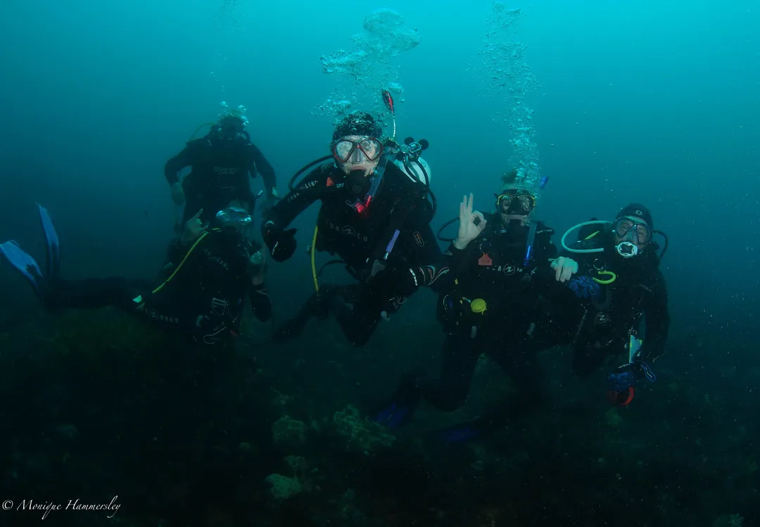 Diveline's Marine Education Program