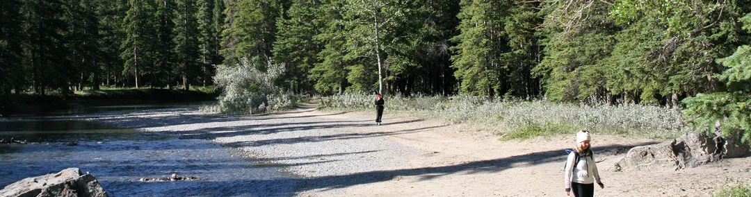 Summer Forest Bathing Retreats at Quantum Leaps Lodge