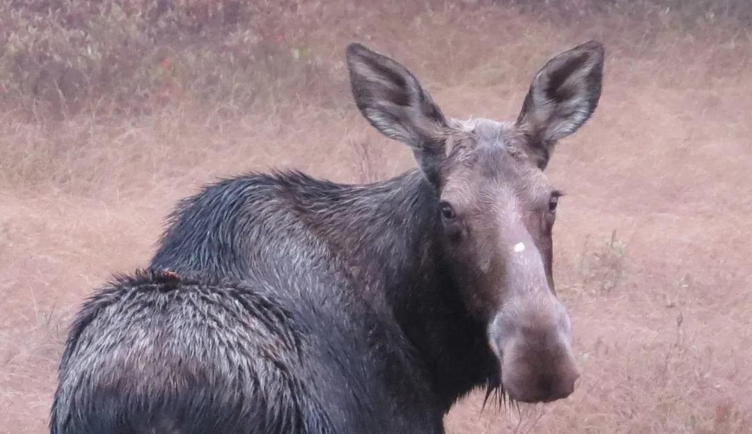 Hunting Season in ZEC Buteux-Bas-Saguenay