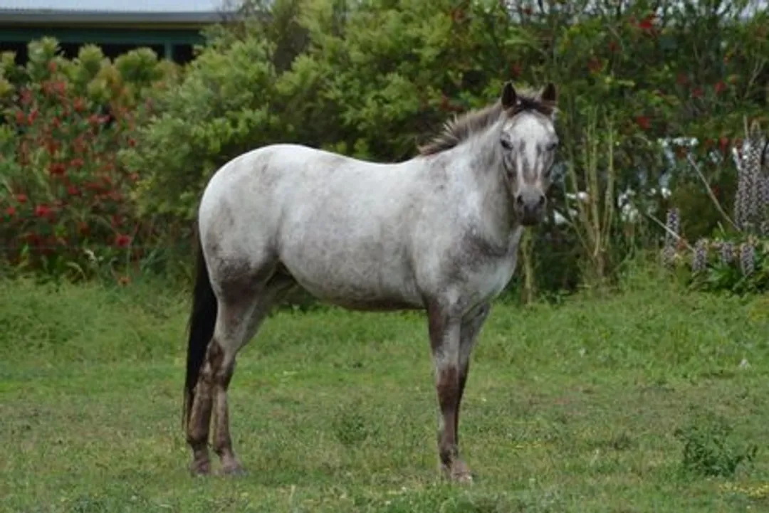 Appaloosas & Australian Spotted Ponies Inc. Adult Riding Club Competition