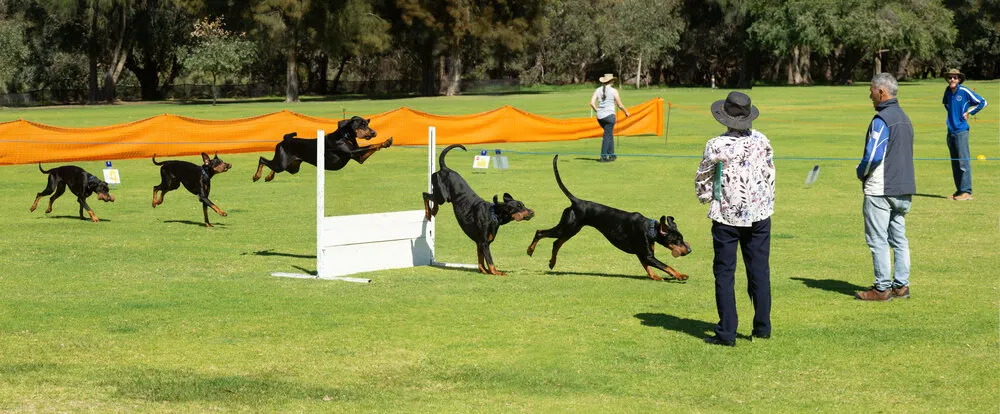 Puppy Classes