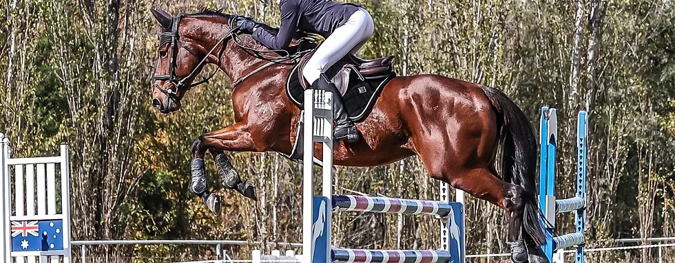 Horse Riding Camps and Clinics