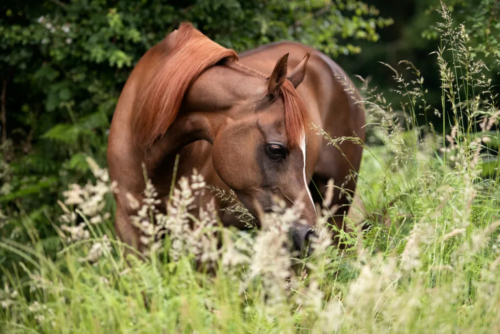 Larkspur Equestrian Licenced Riding School & Livery Yard