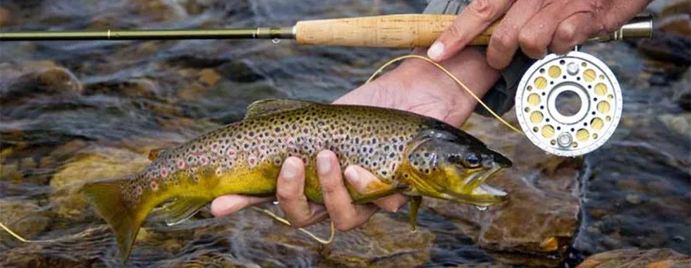 Fly Fish Islay