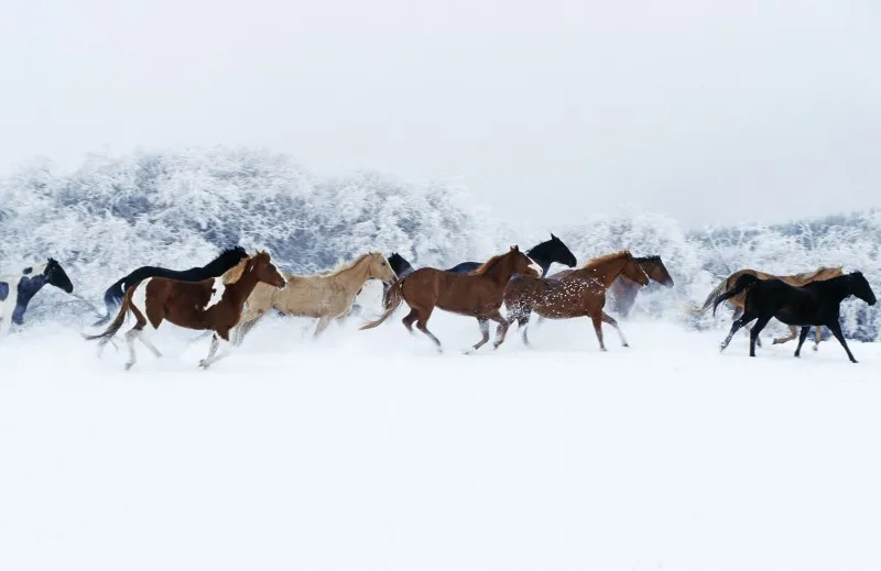 Horse Adventures - Horseback Riding at Historic Reesor Ranch