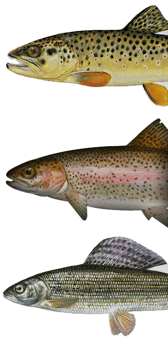 Trout and Grayling Fishing in Scotland