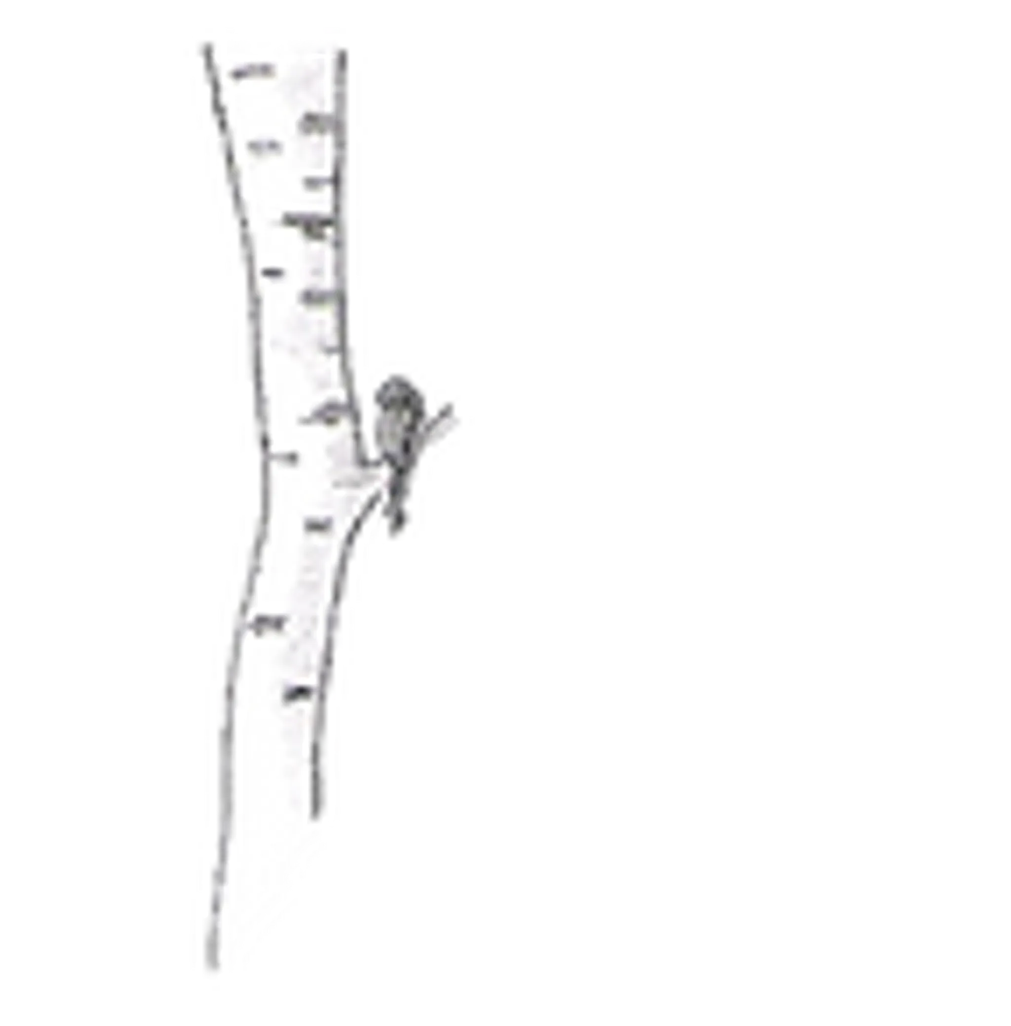 Wild Nest - Yoga Studio