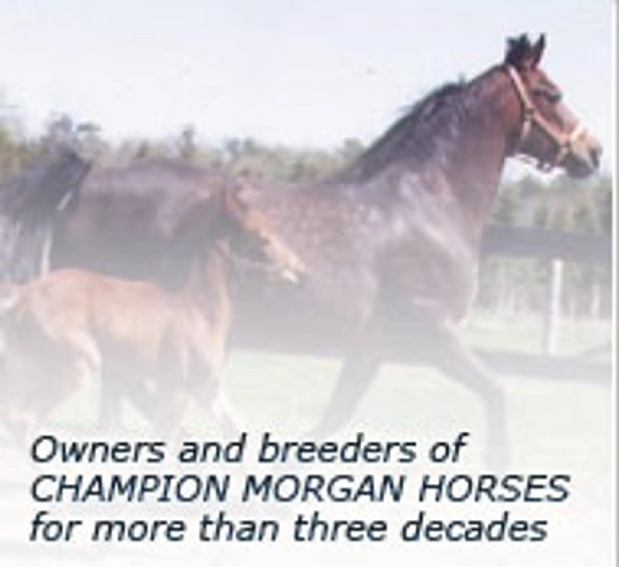 Trillium Morgan Horse Farm