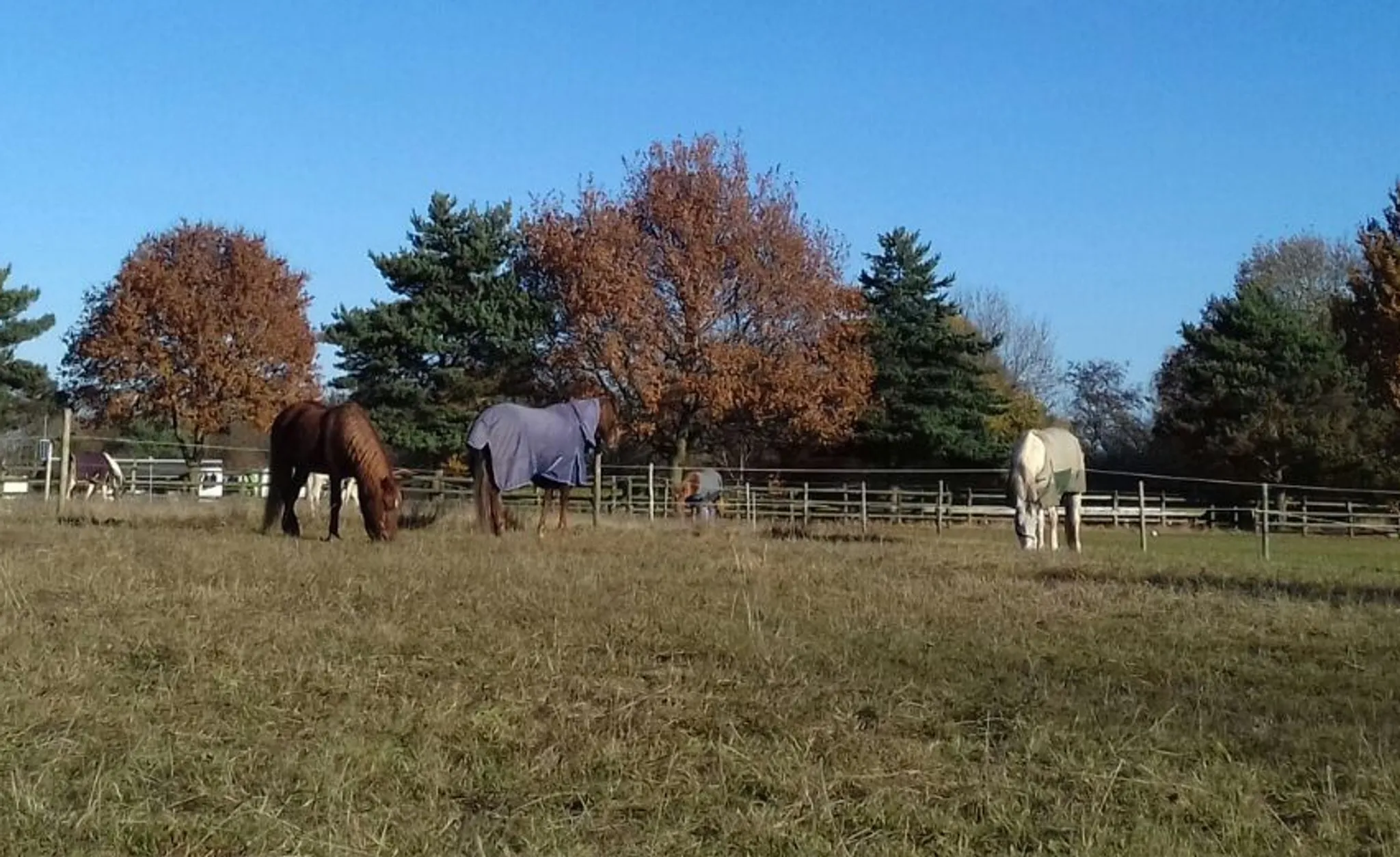 Horses for Causes/Soar Valley Western Stables