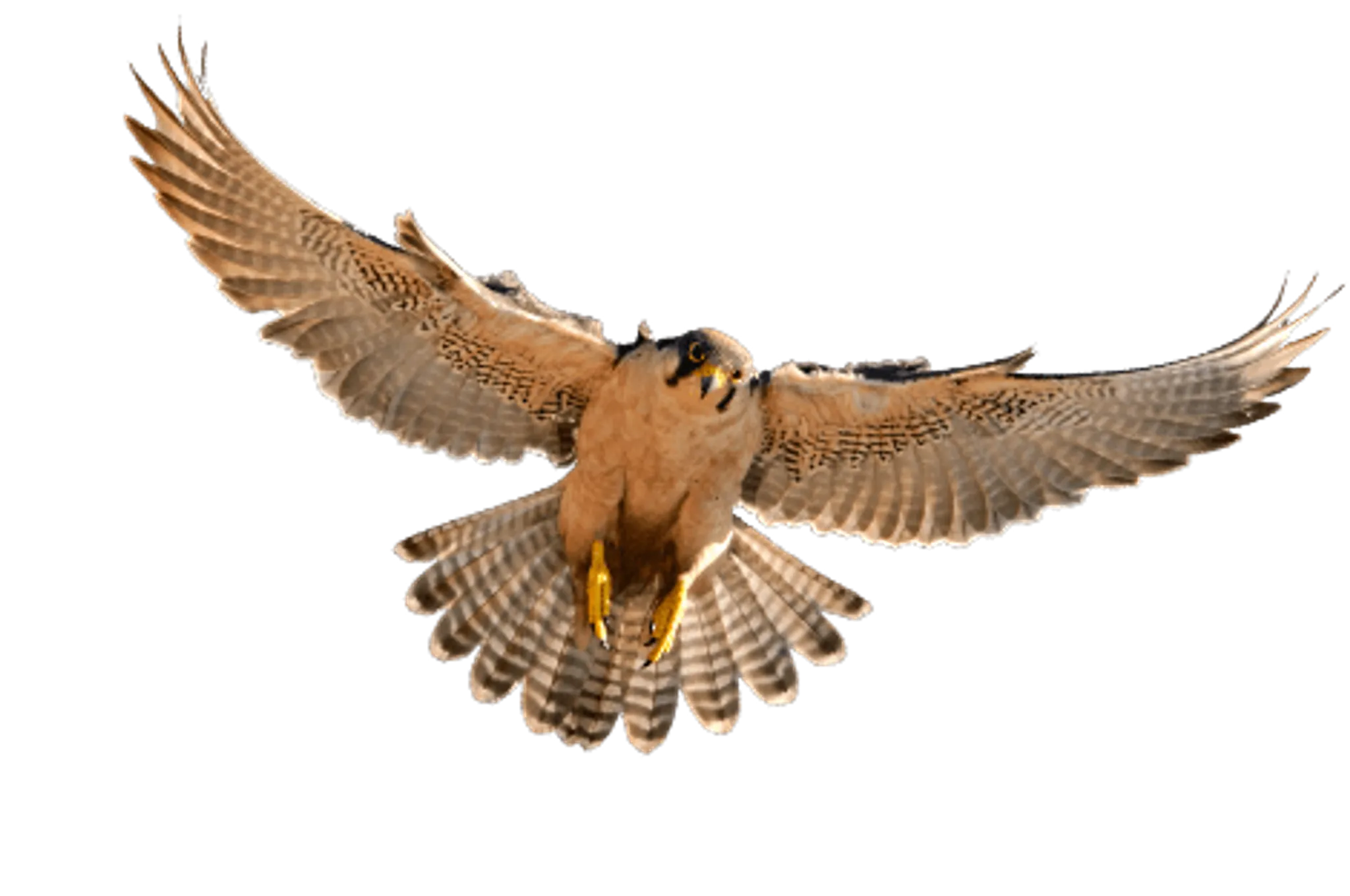 The Leeds Castle Concert