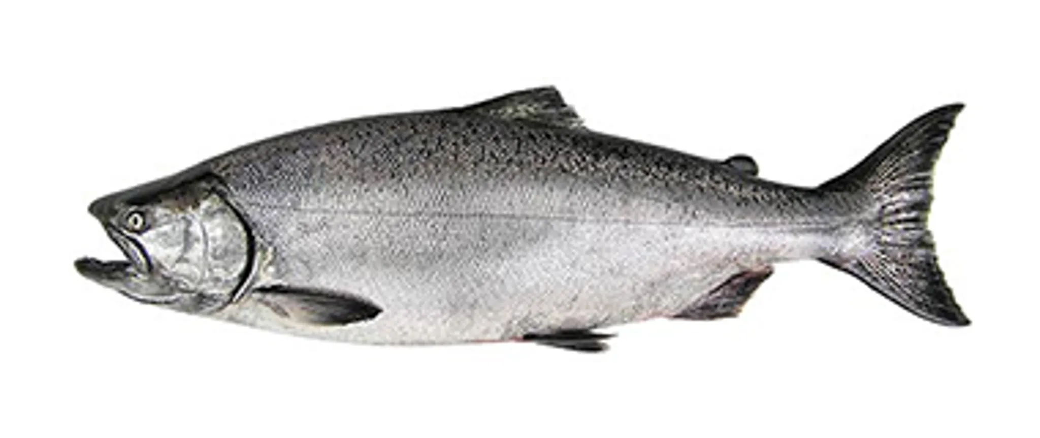 The West Coast Fishing Club