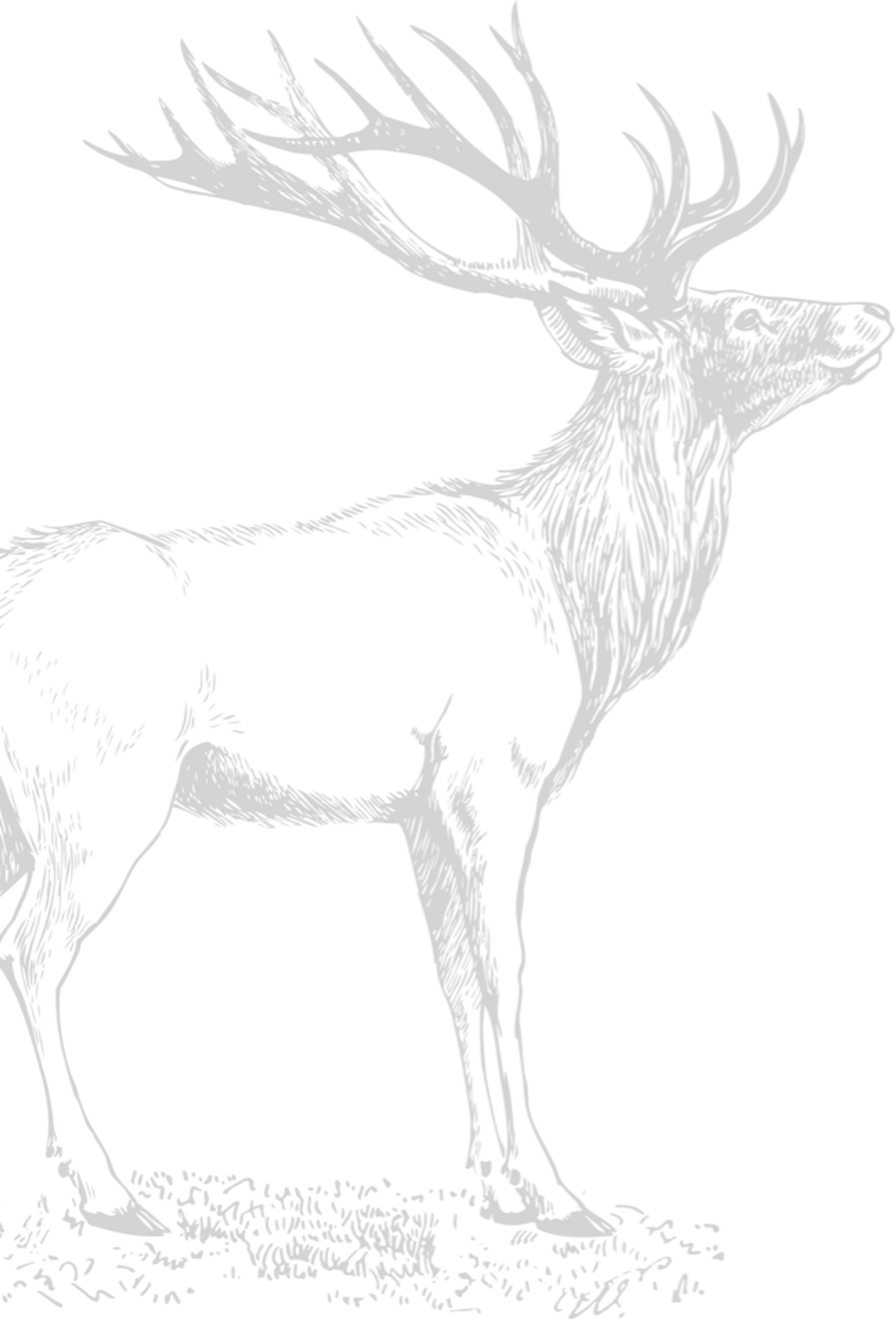 The Bell Inn, New Forest