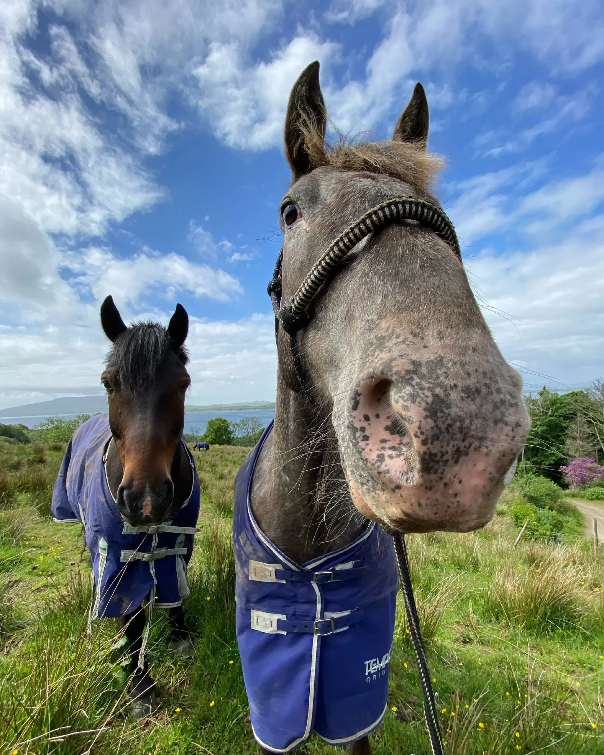 Lunga Riding Stables