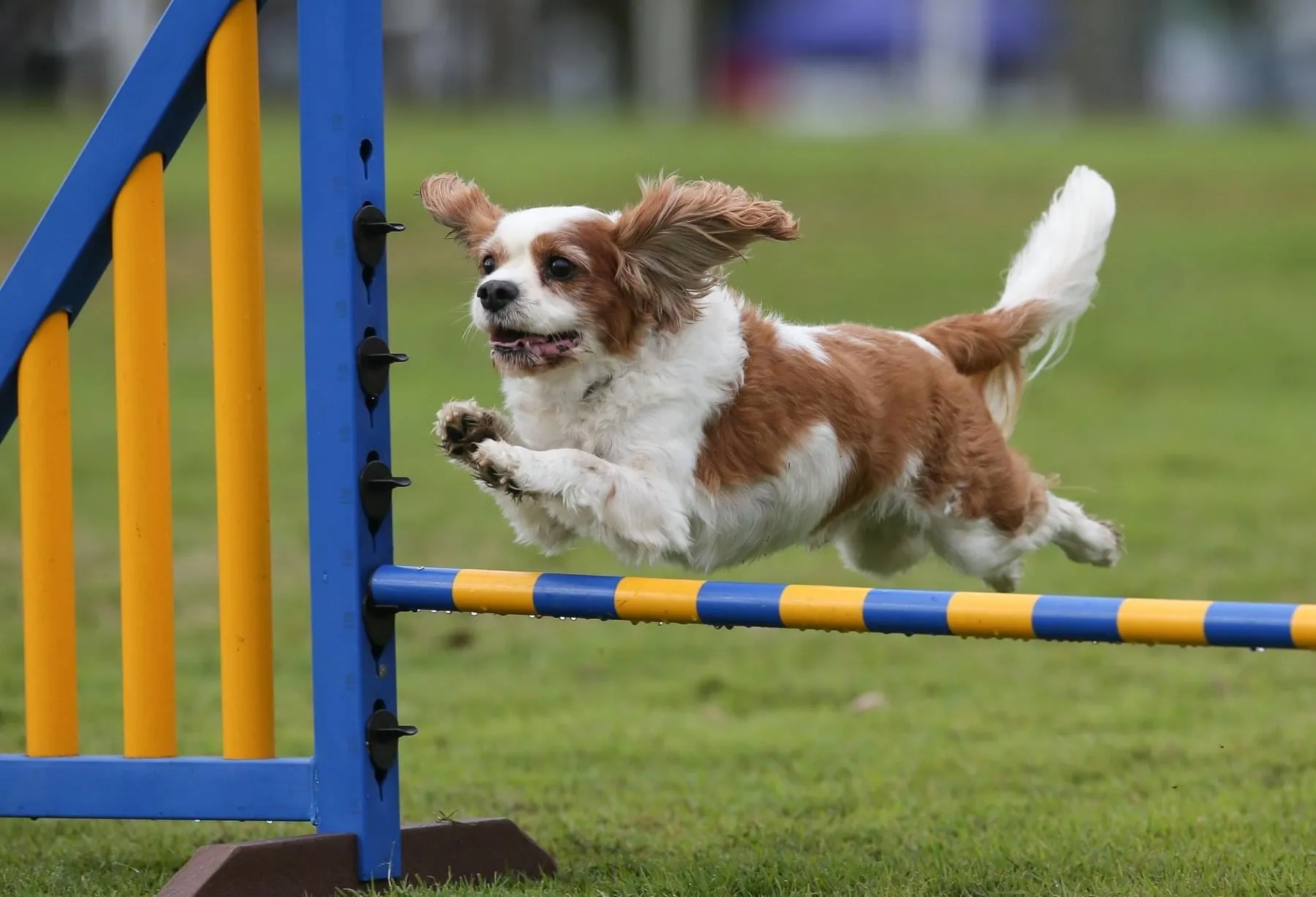 Canine Companion Class - Tuesday