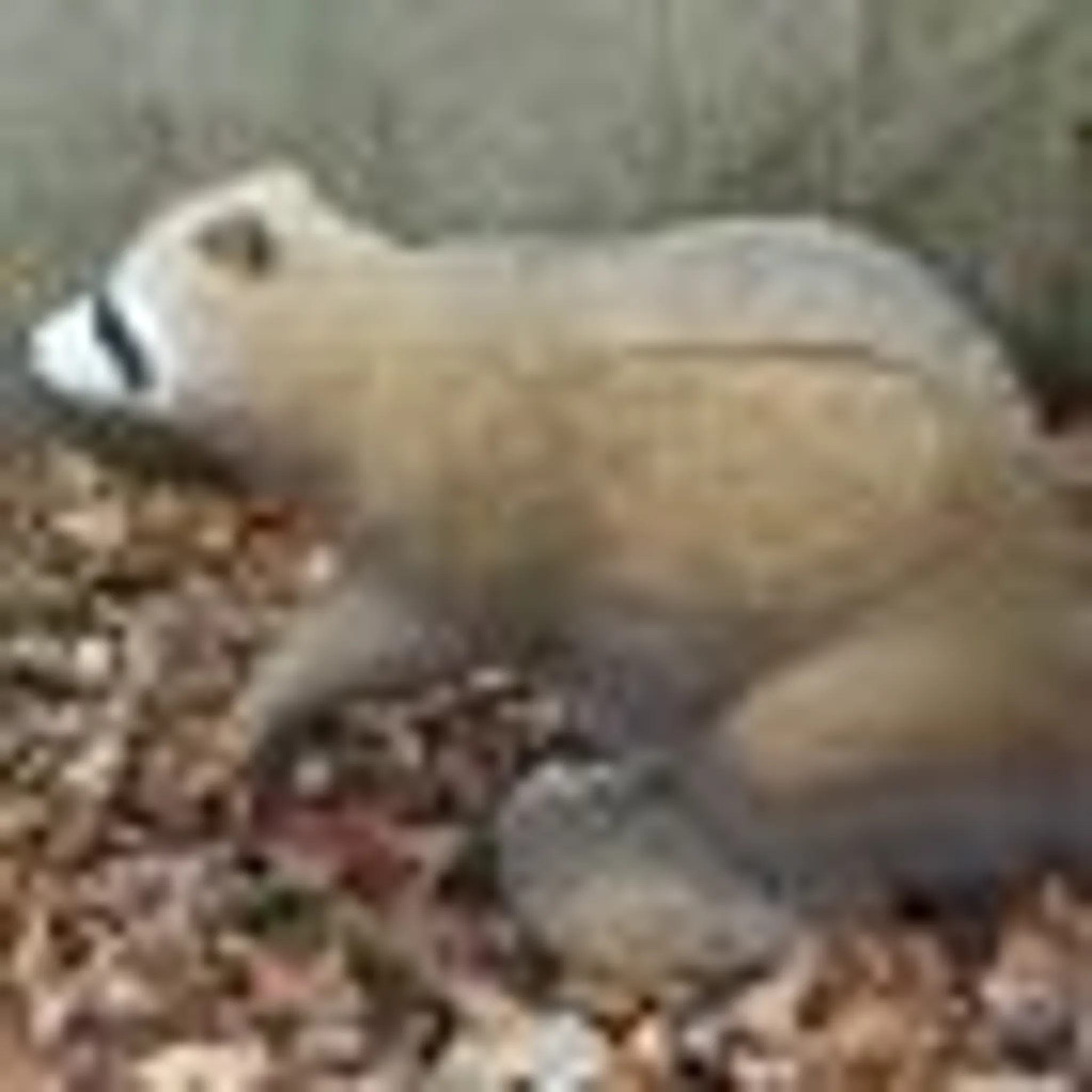 Waterloo County Bowmen