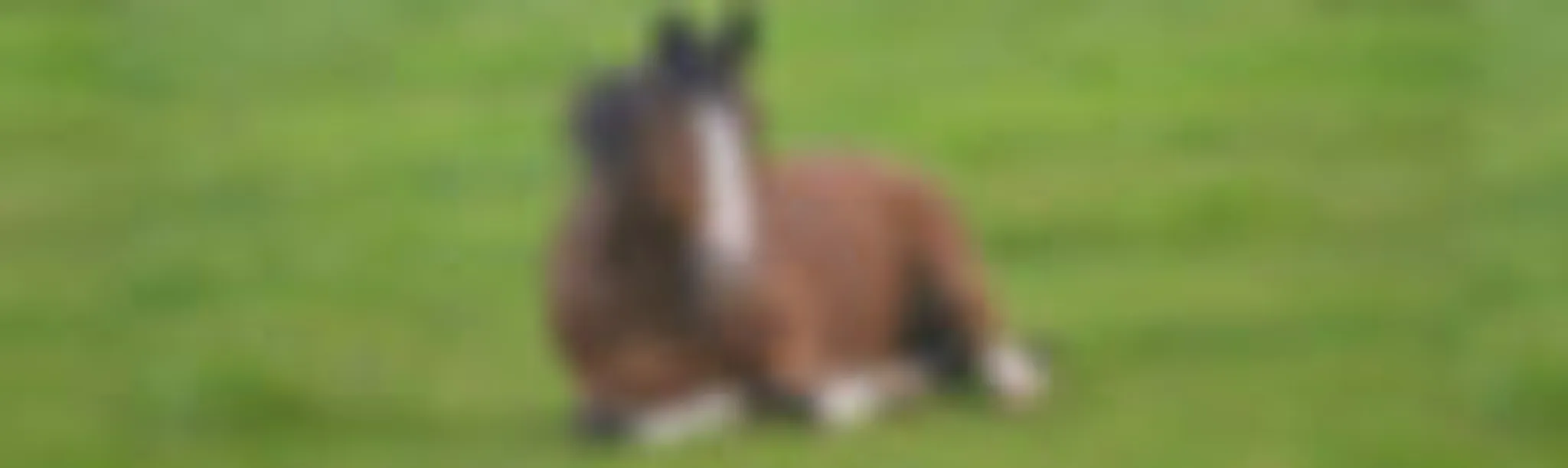 Dimlands Riding Schools