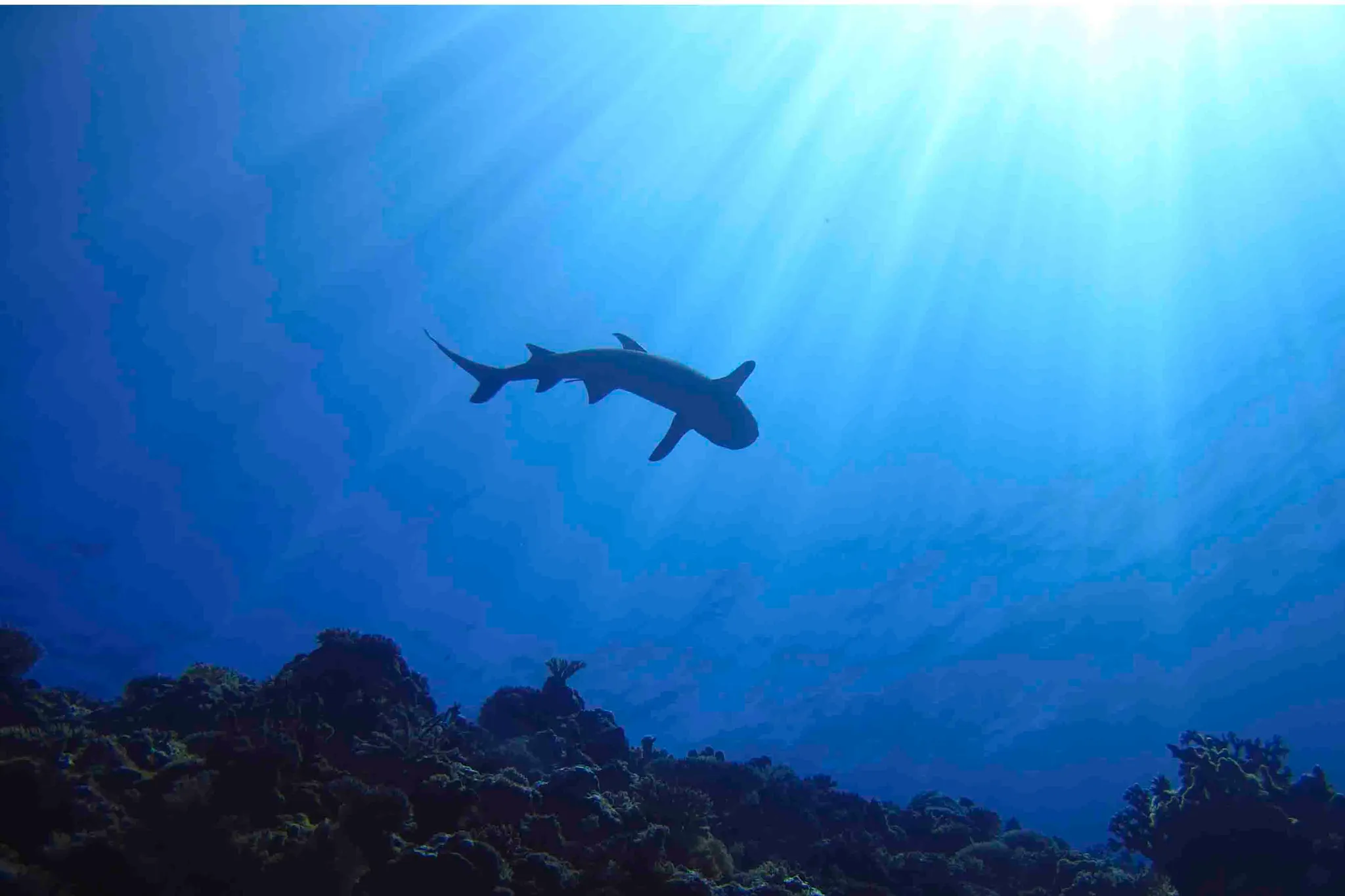 Scuba Time Ltd - PADI Open Water Course