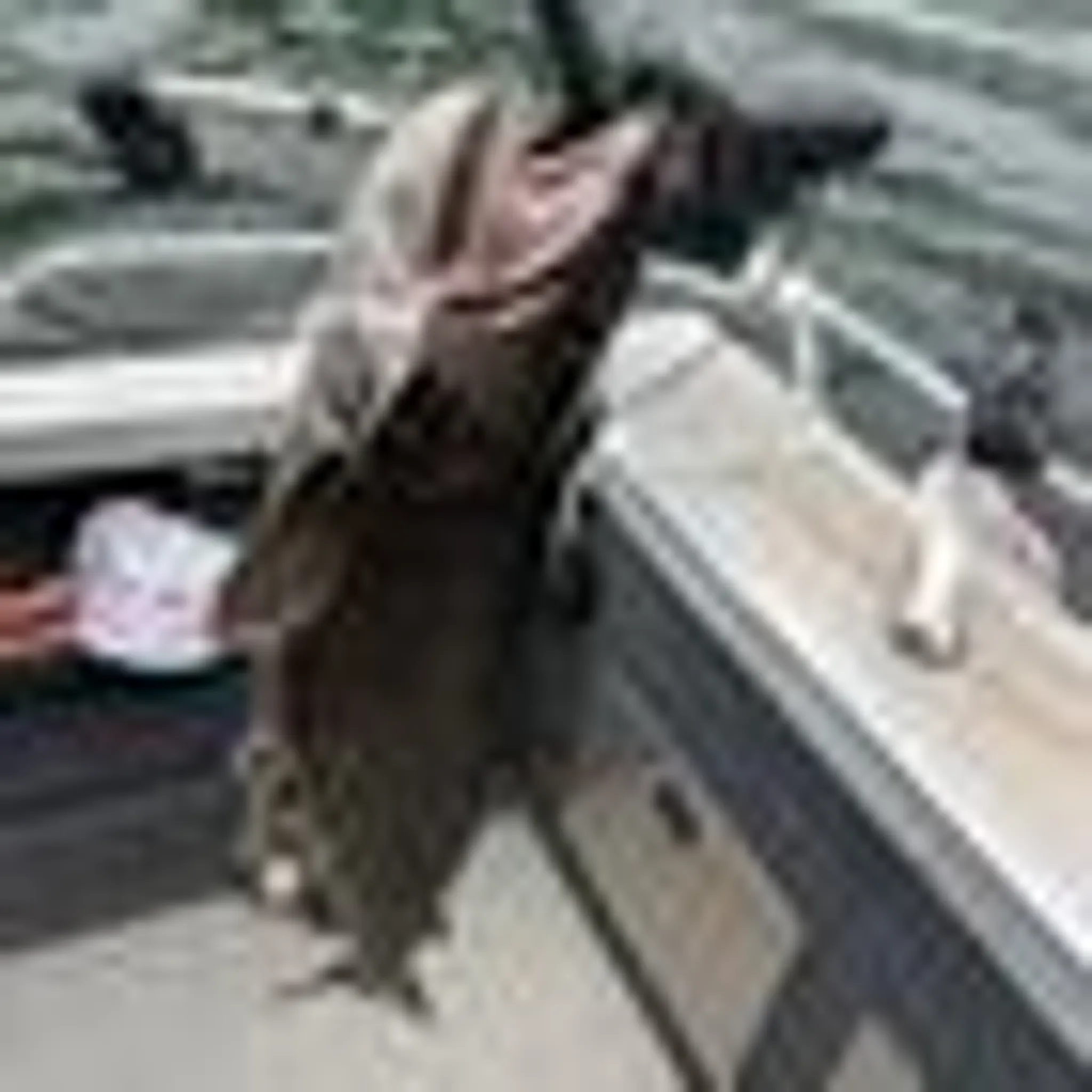 Chubby Fishing Tours