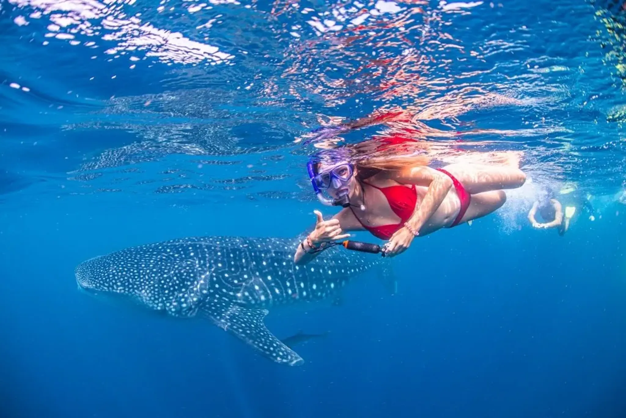 Whale Shark Tour