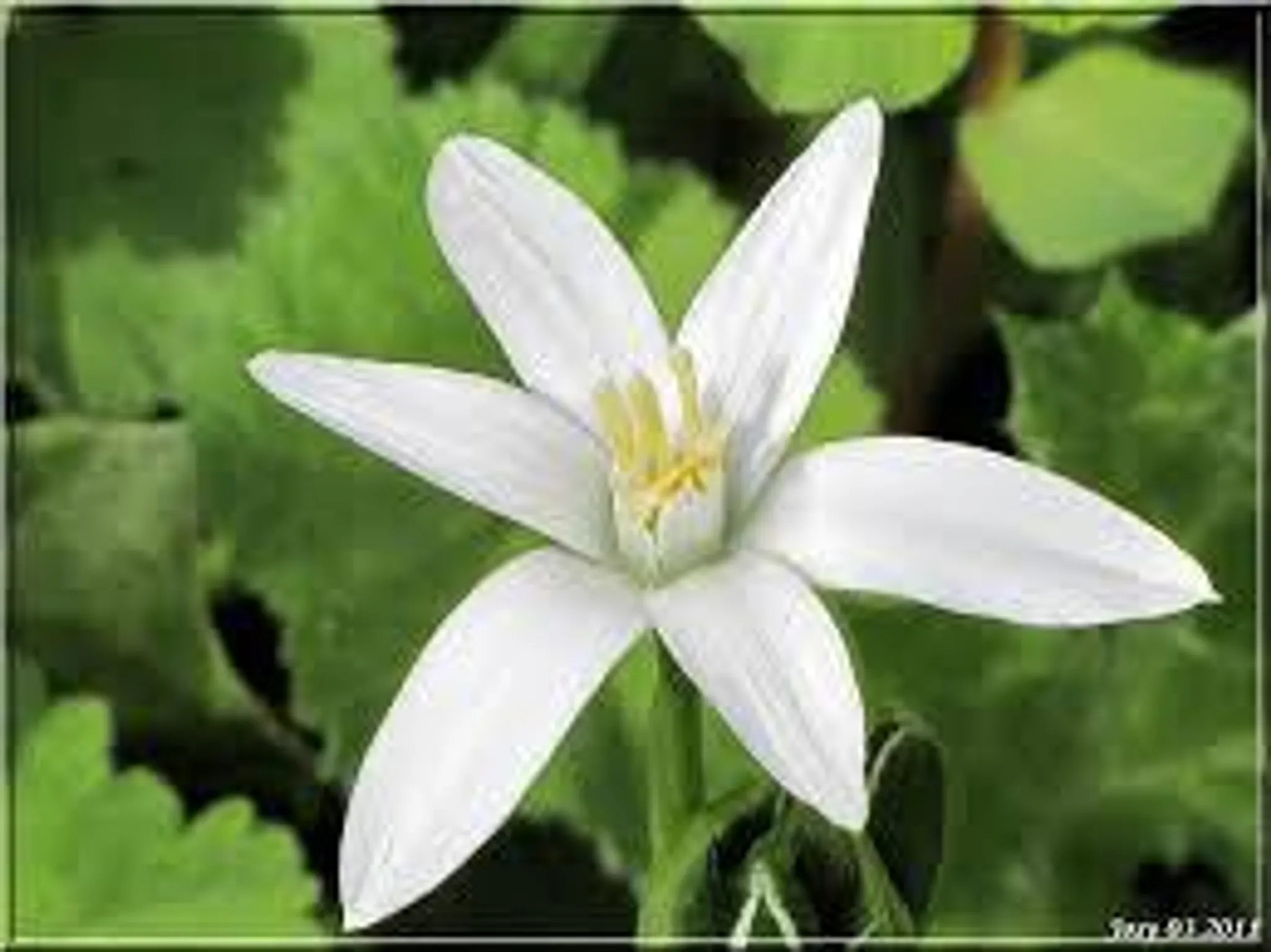 Brigitte Fleurs de Bach