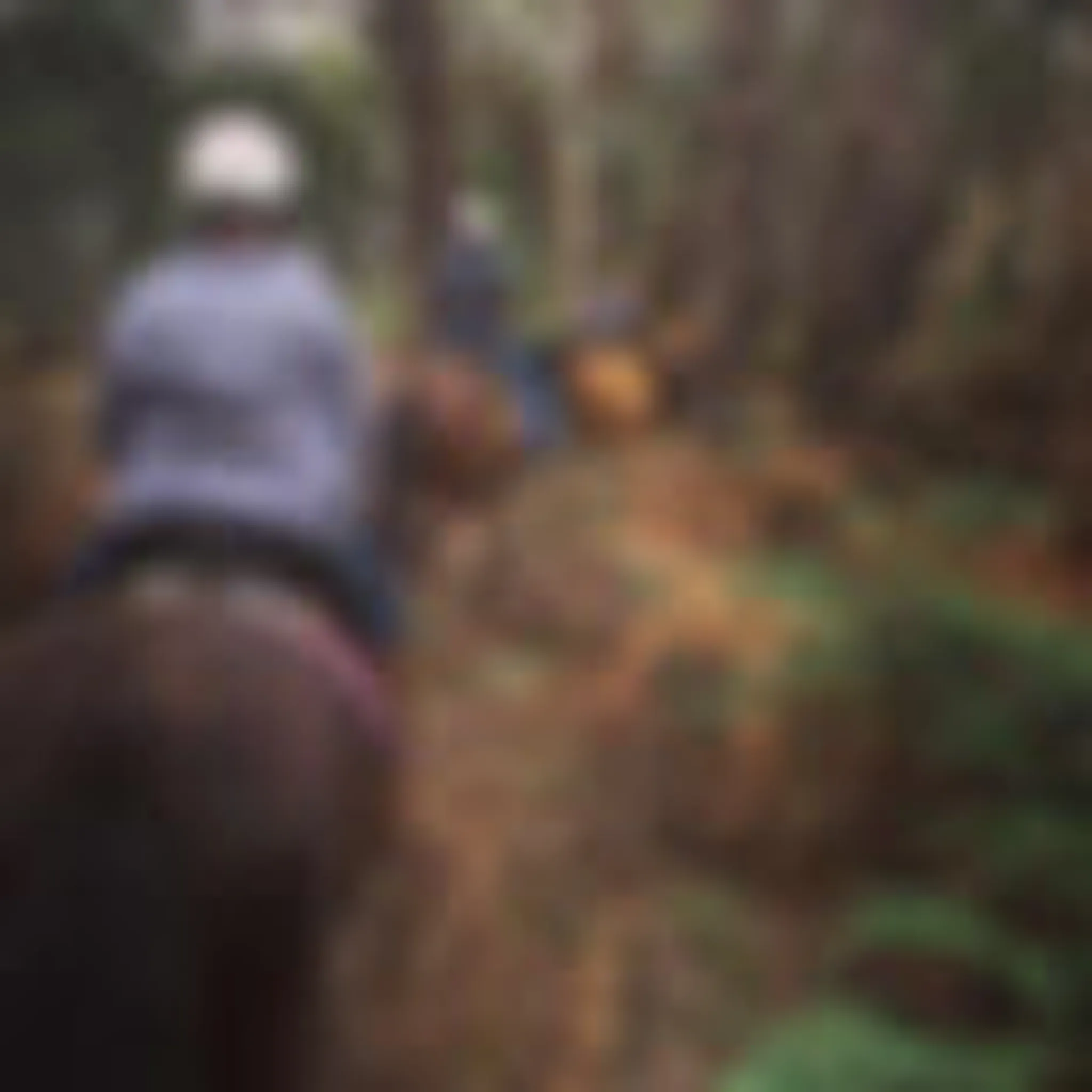 Silver Brumby Trails