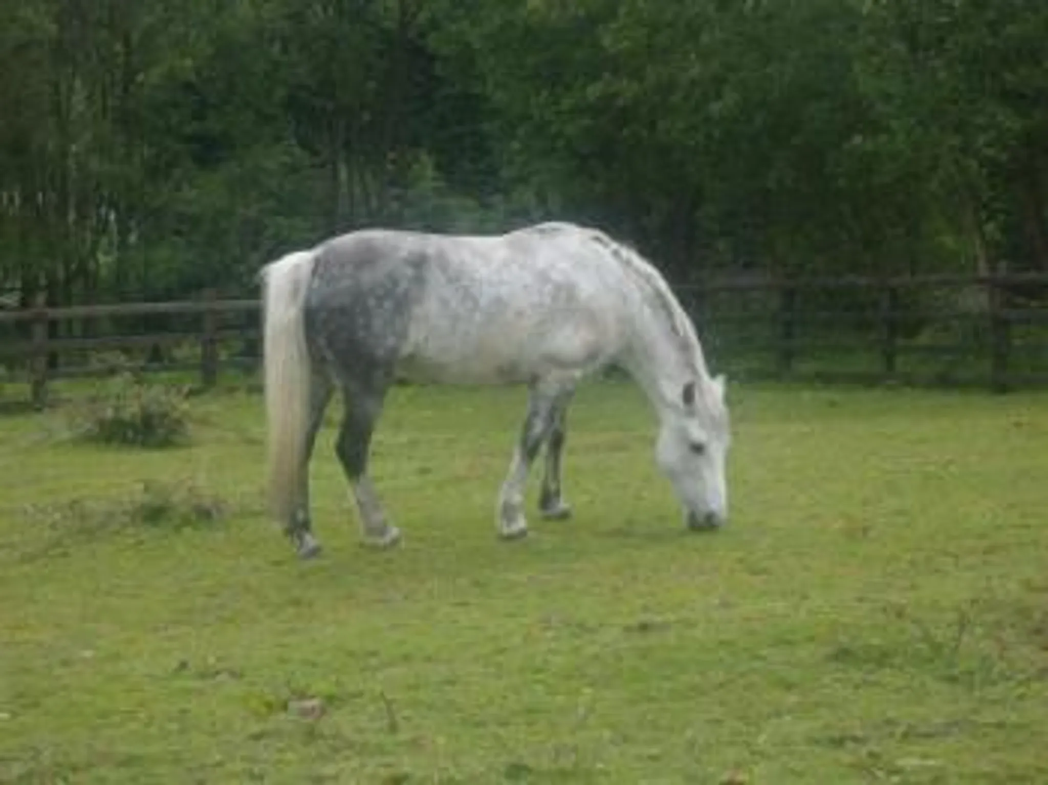 DALES VIEW RIDING CENTRE
