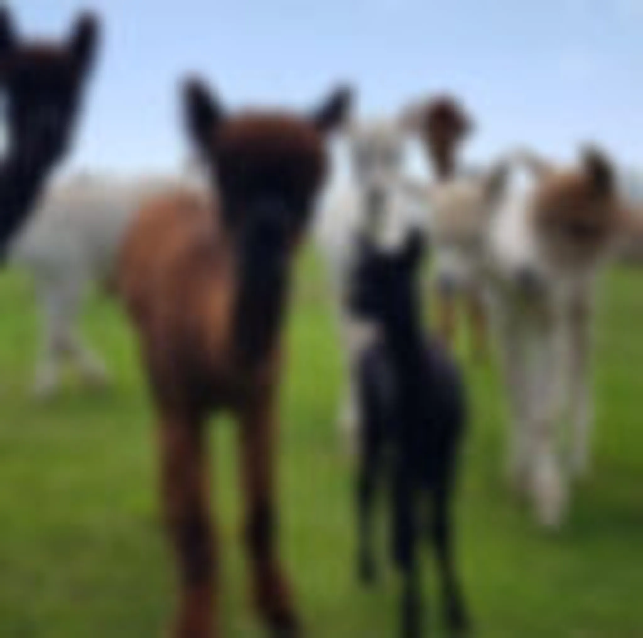 Alpaca Furry Therapy Experience
