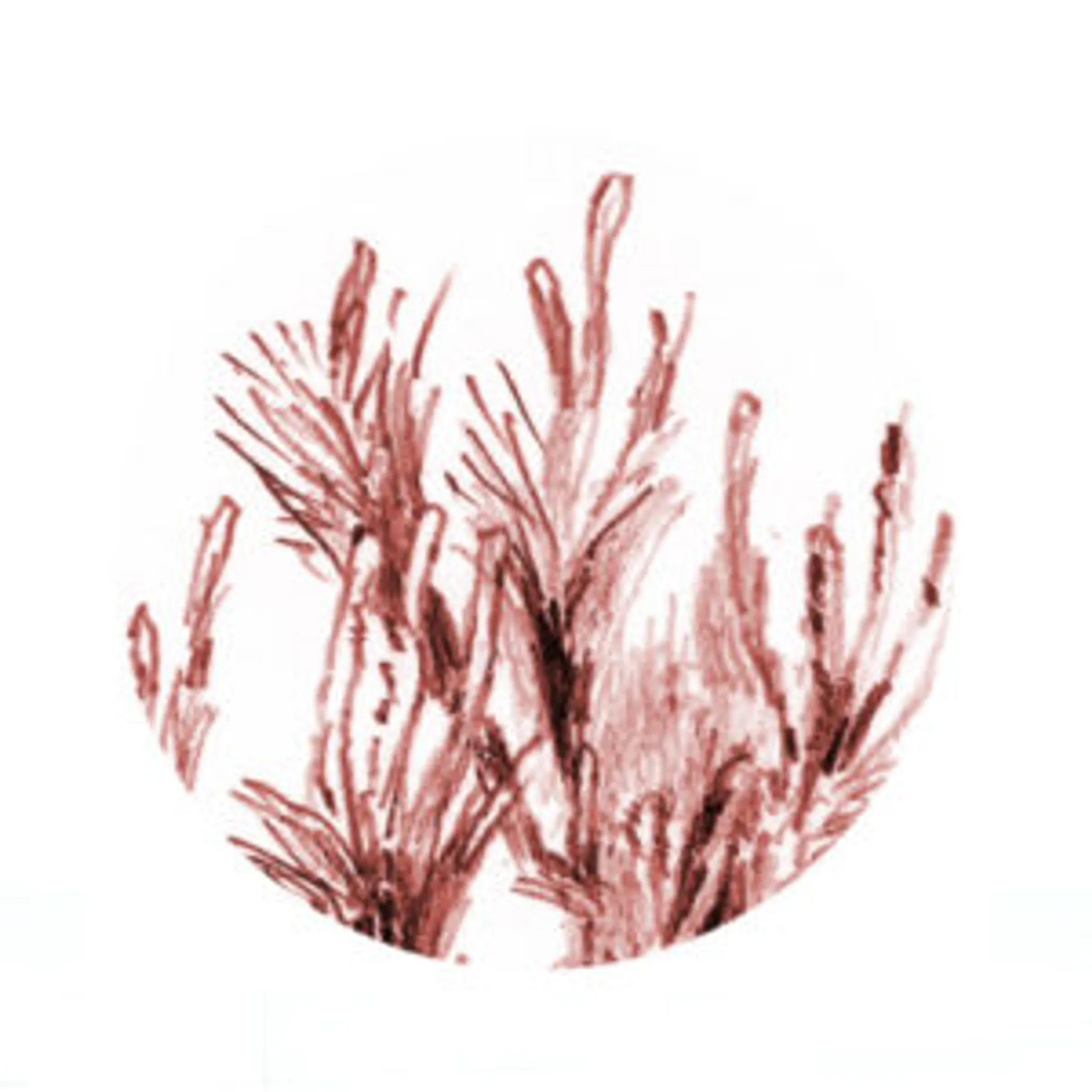 Dojo Yuki Ho Aïkido Et Katsugen Undo