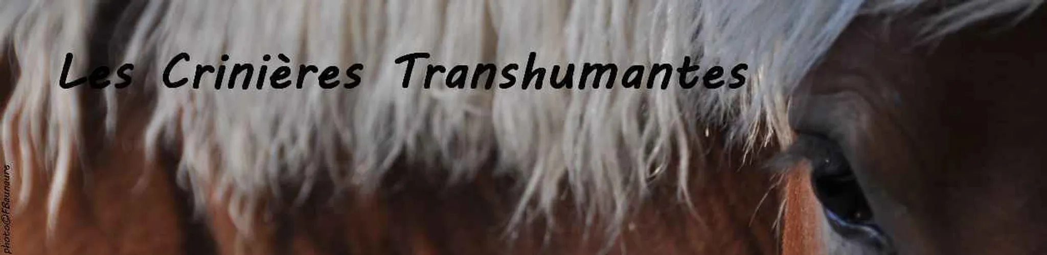 Les crinières transhumantes | Balade à cheval Mont Lozère