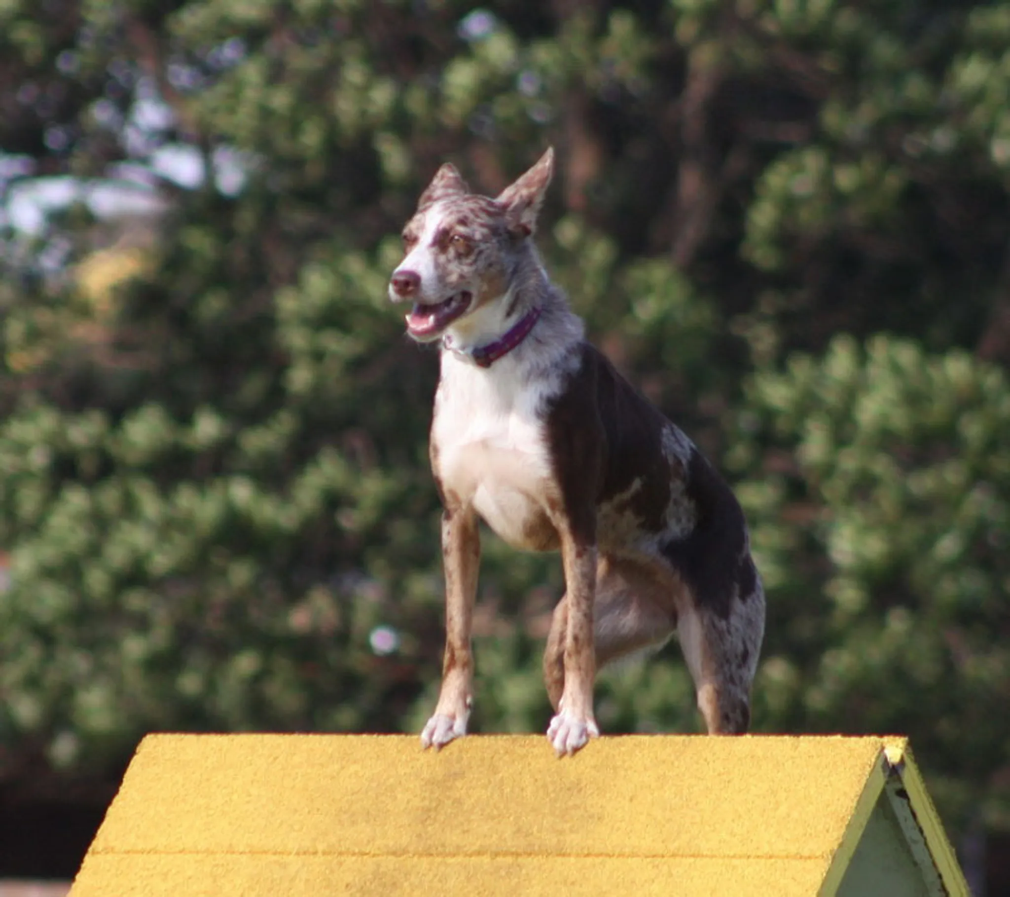 MOORABBIN OBEDIENCE DOG CLUB