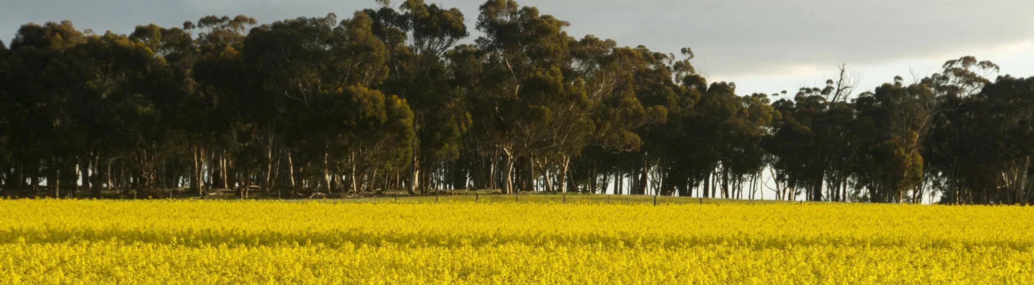 Tournoi de Football Amateur