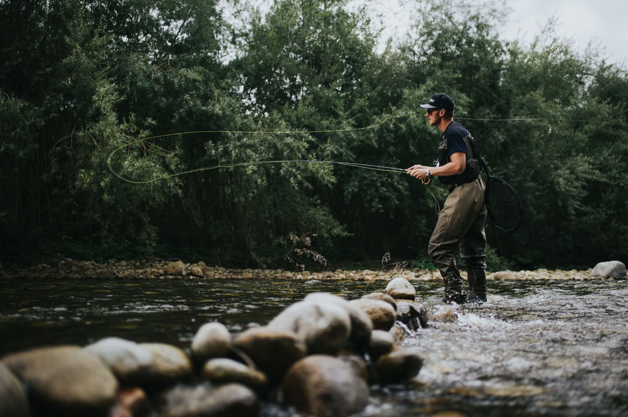 Zarybnenie lipňom tymiánovým – rýchlený