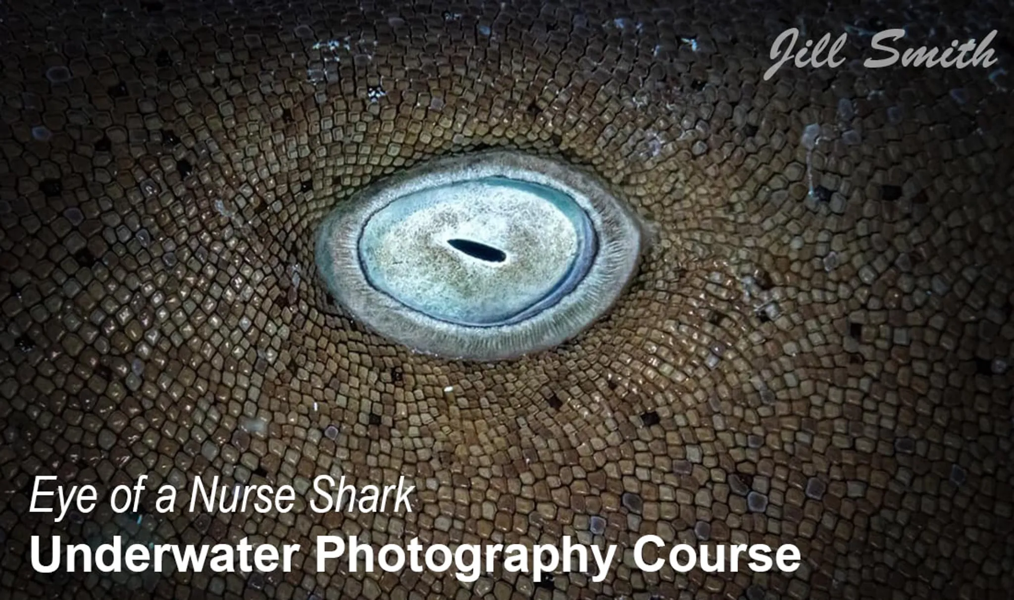 Dive Against Debris (DAD) Event