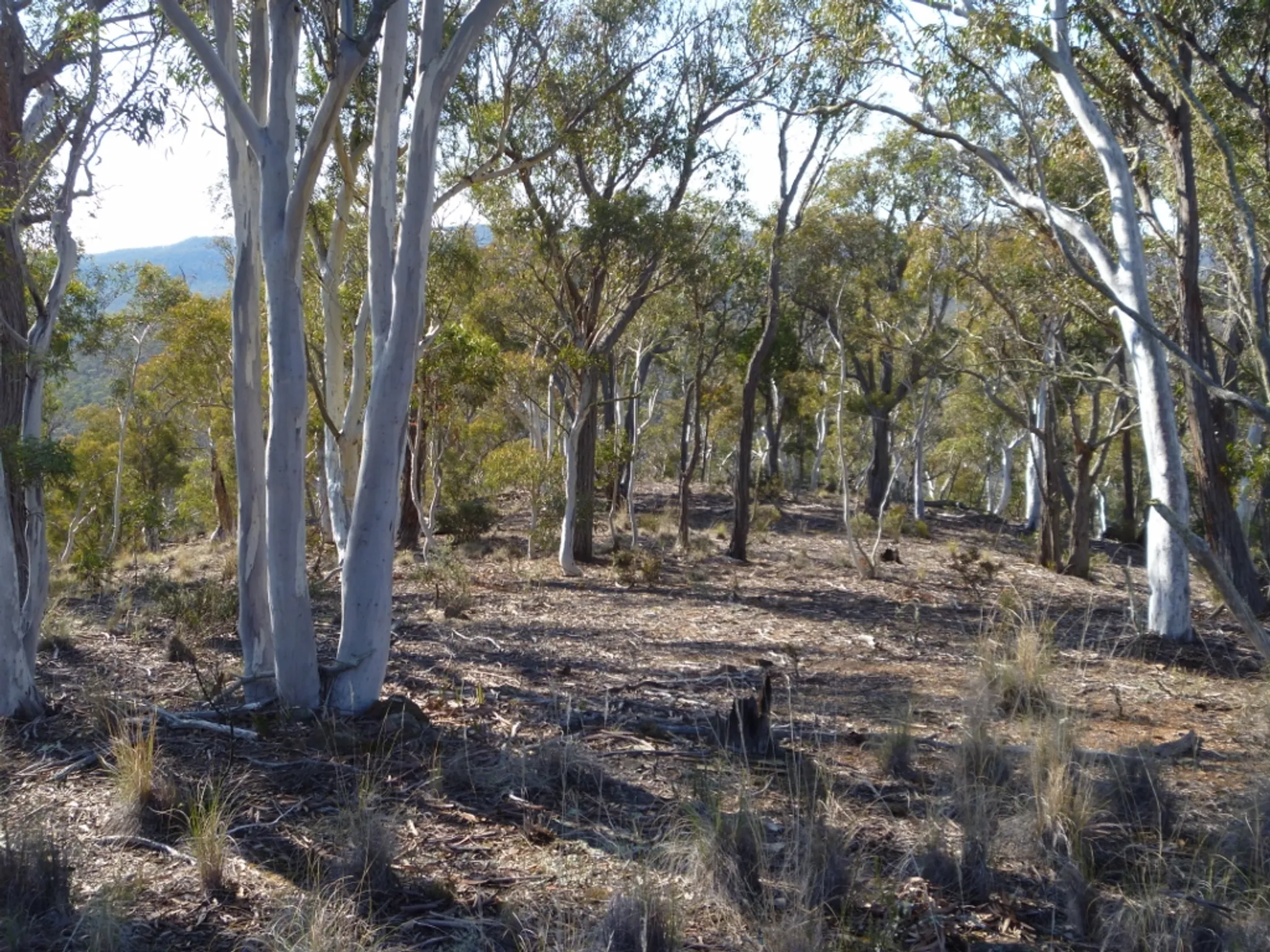 Australasian Rogaining Championships