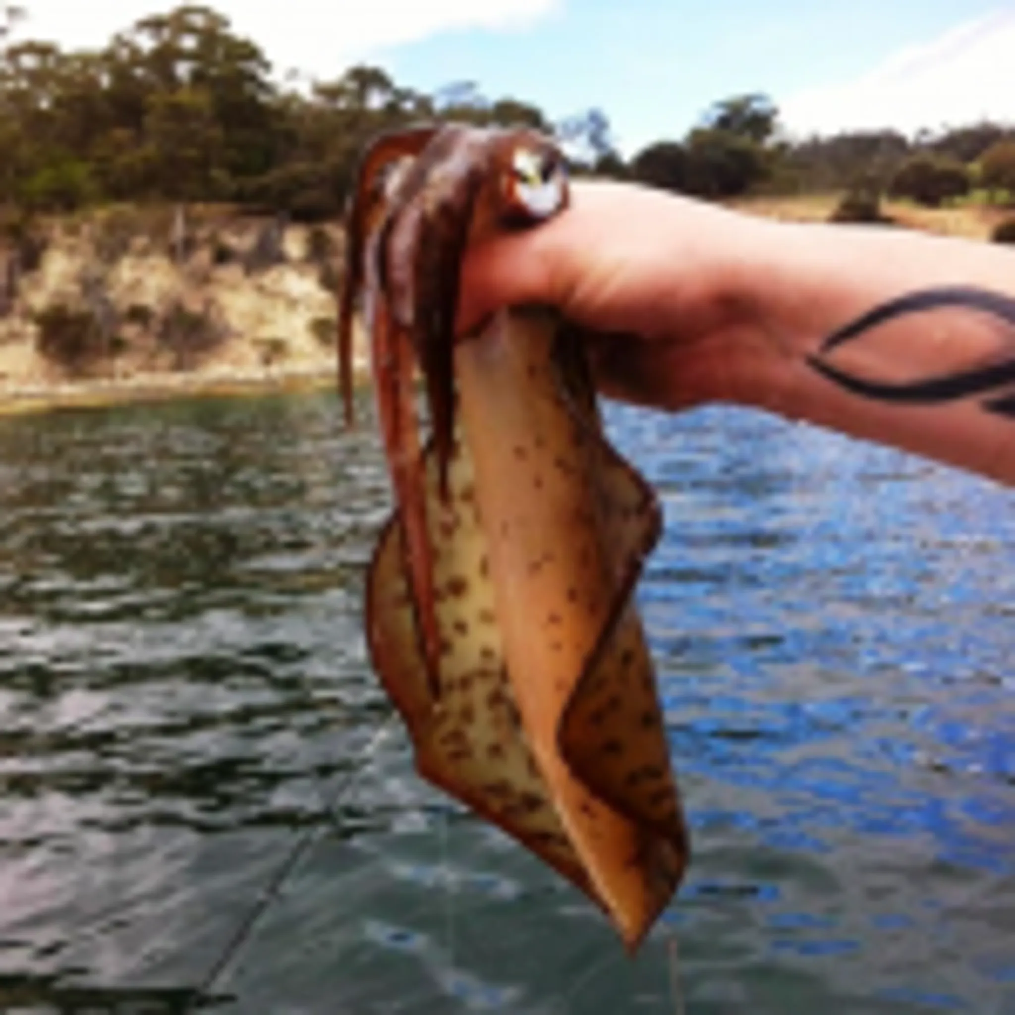 Fish On Fishing Charters Mornington Peninsula and Portland