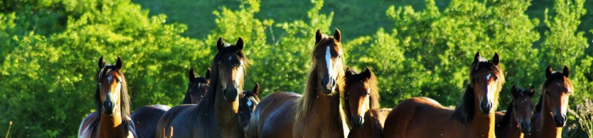 Floriane Vailleau Equestrian Center Le Sapajou