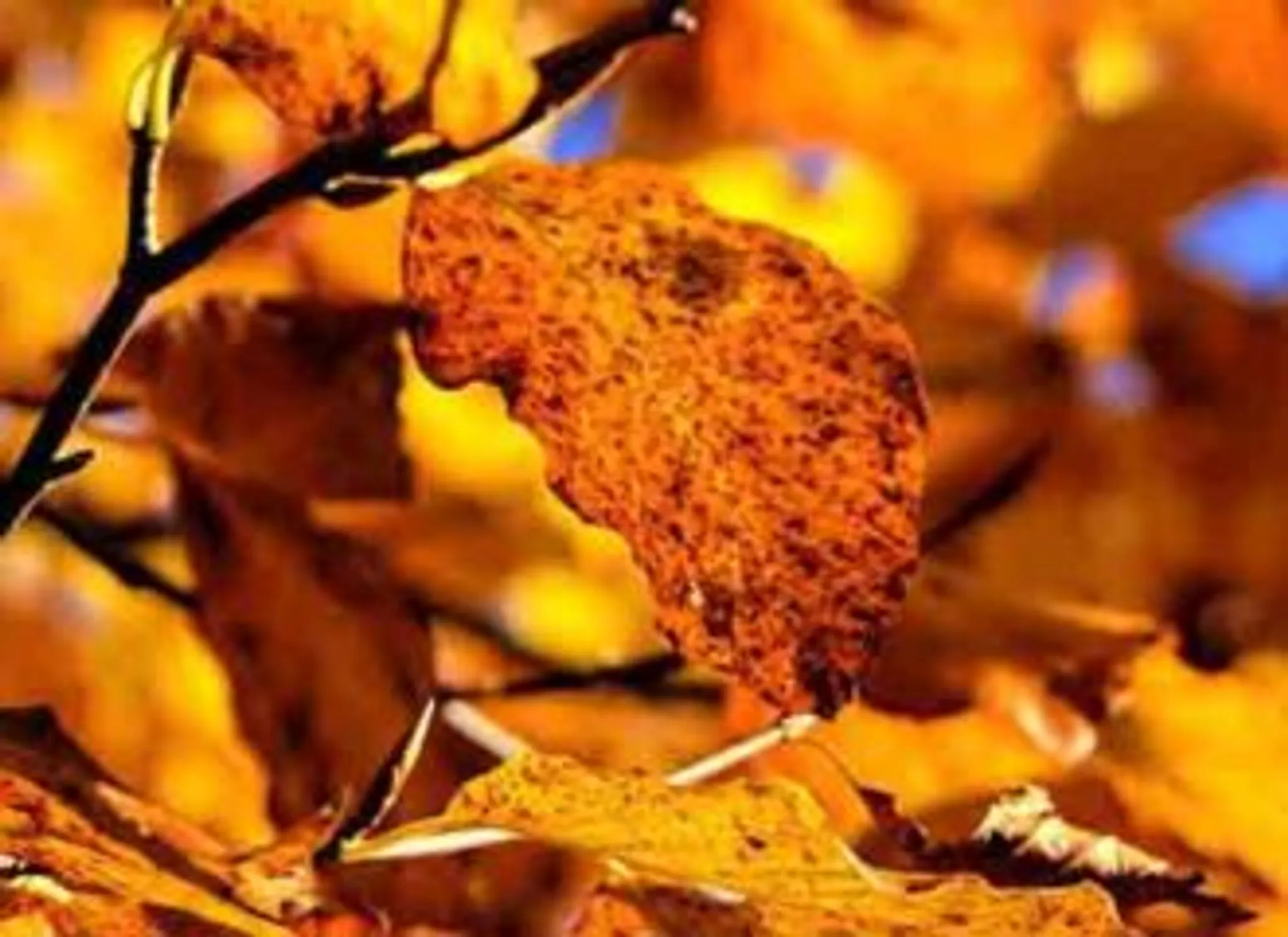 Qigong Sydney Classes