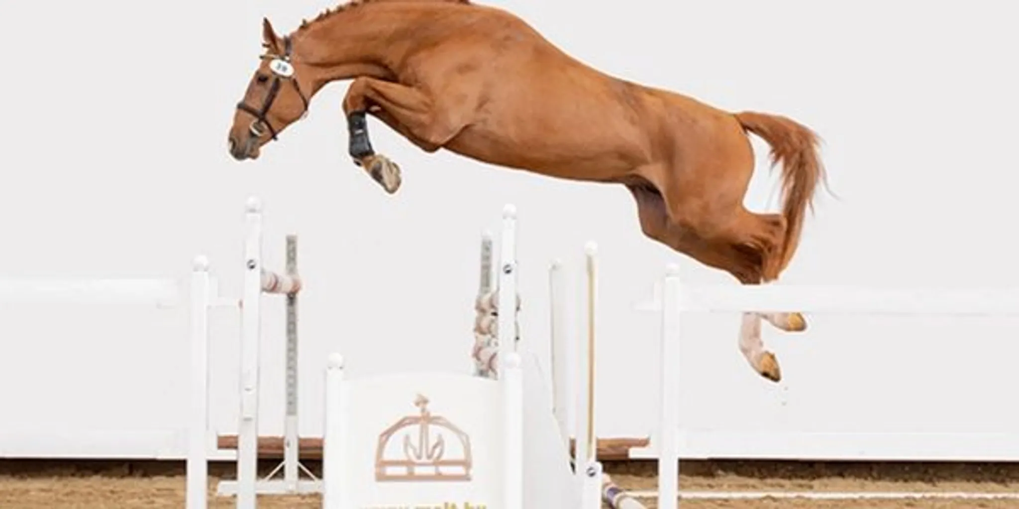 Wilde Style Equestrian Tuition Program