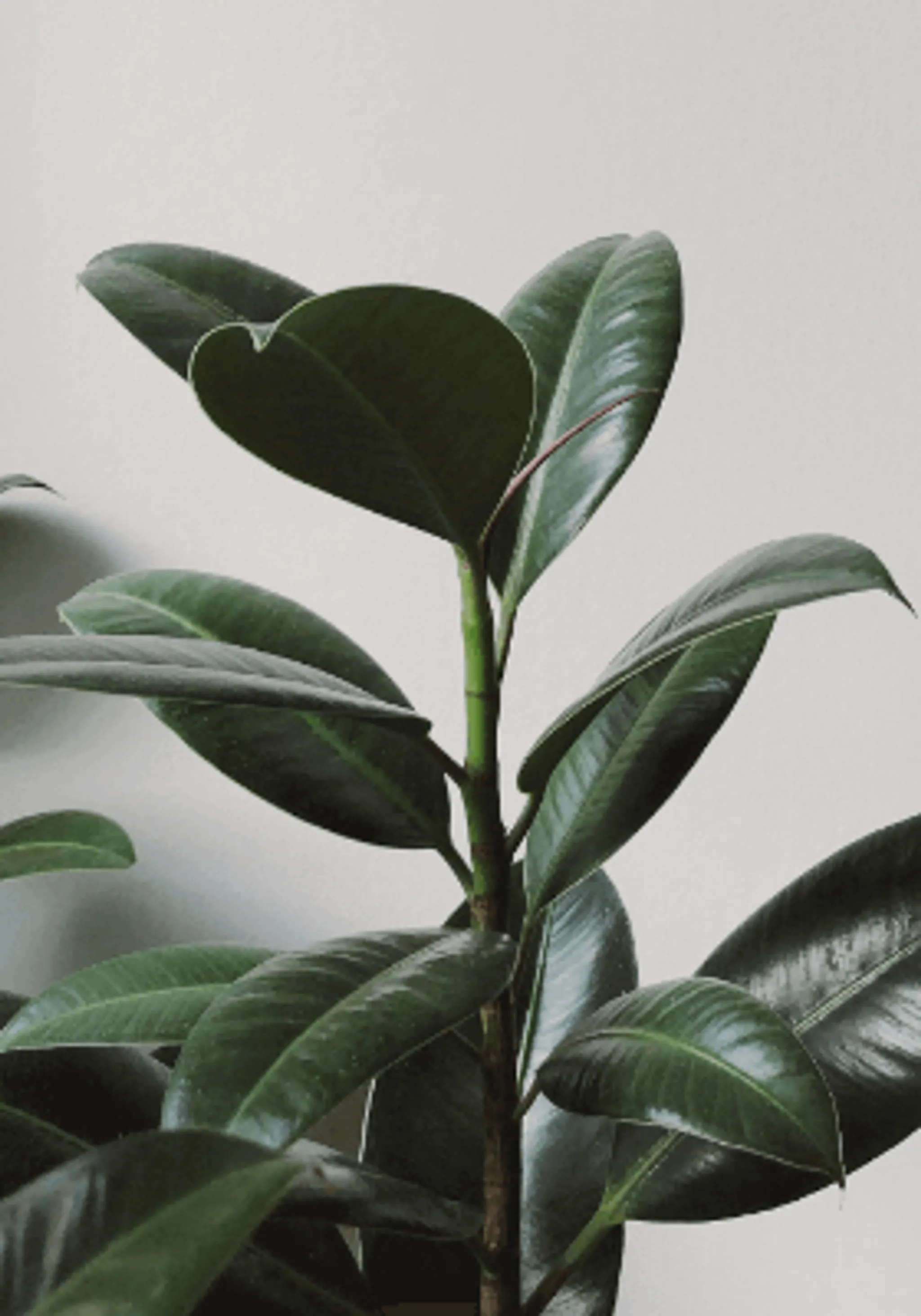 Pivotal Physiotherapy and Pilates