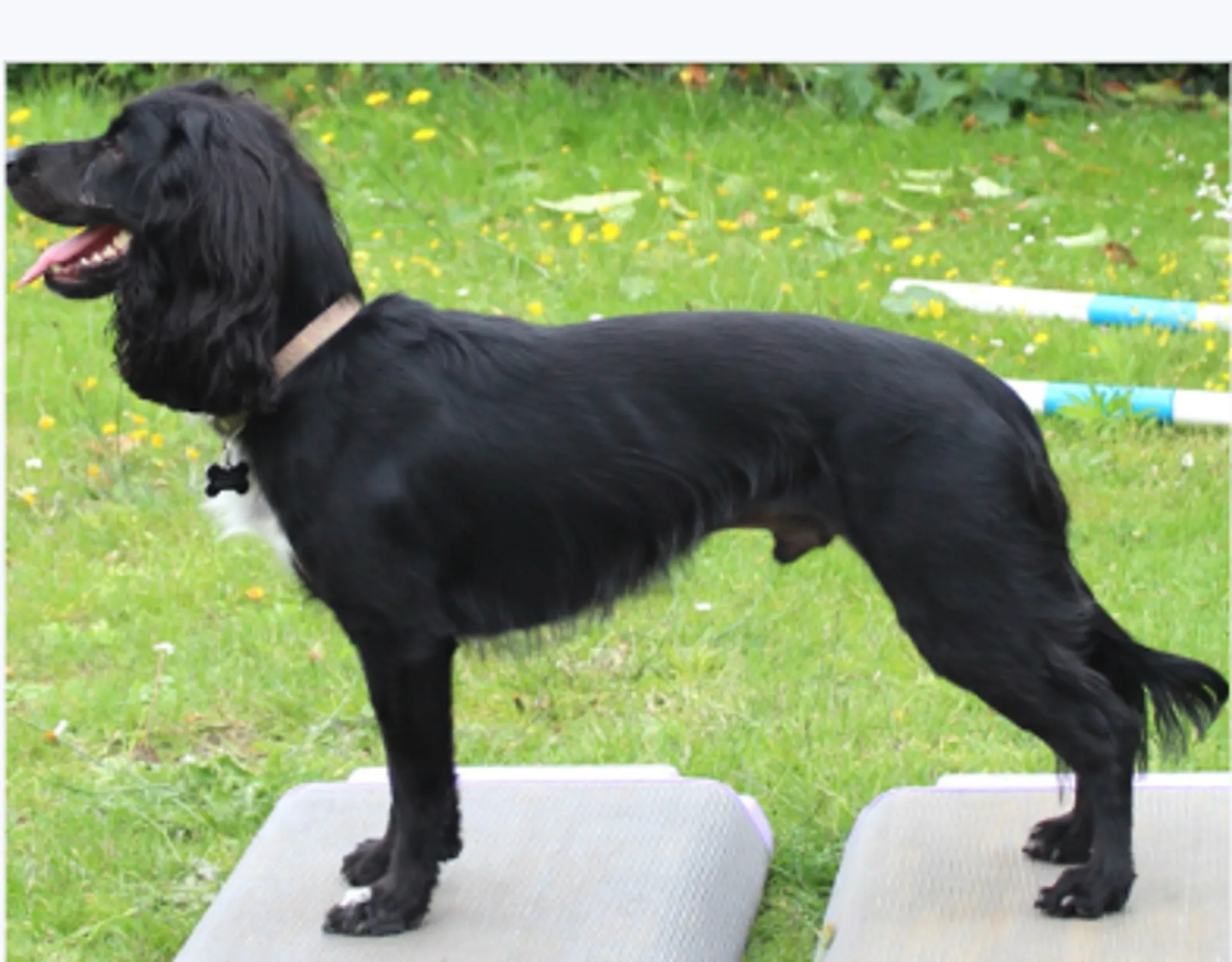 Born to Run Rehabilitation