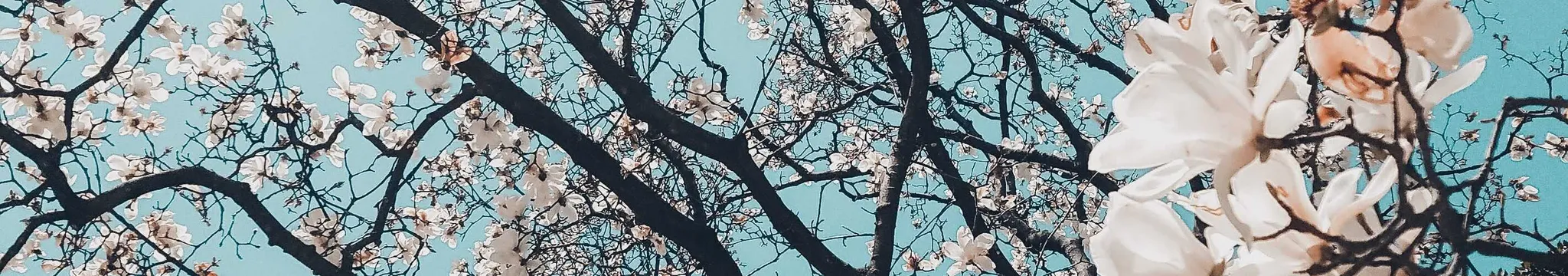 Jujutsu, Iaijutsu, Bojutsu, Hanbo and Kodachi