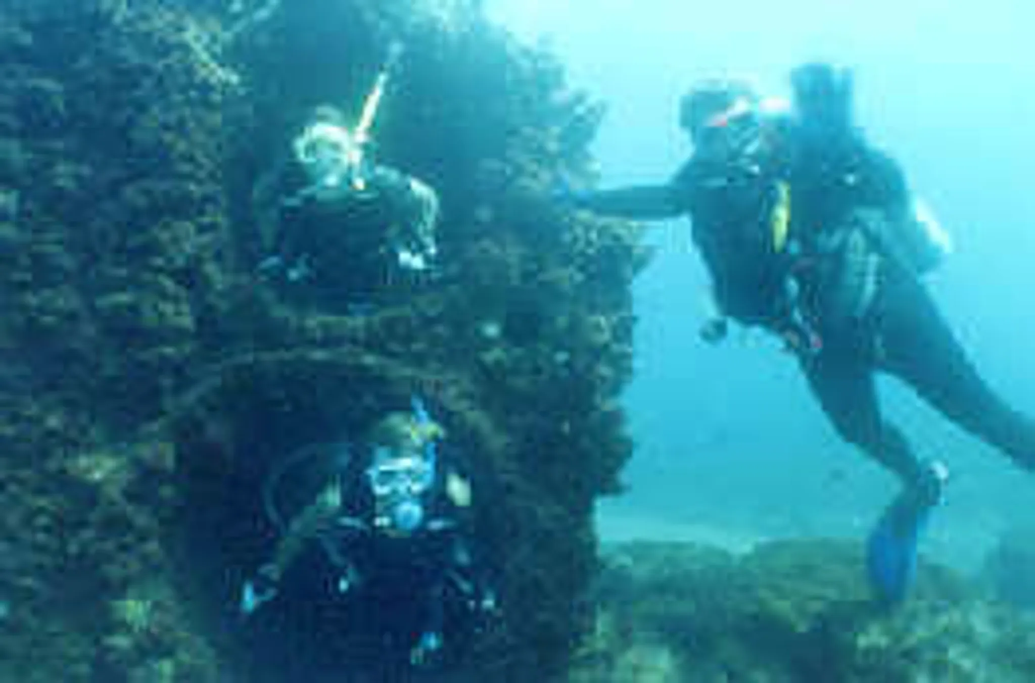 Ocean Diving & Photographics