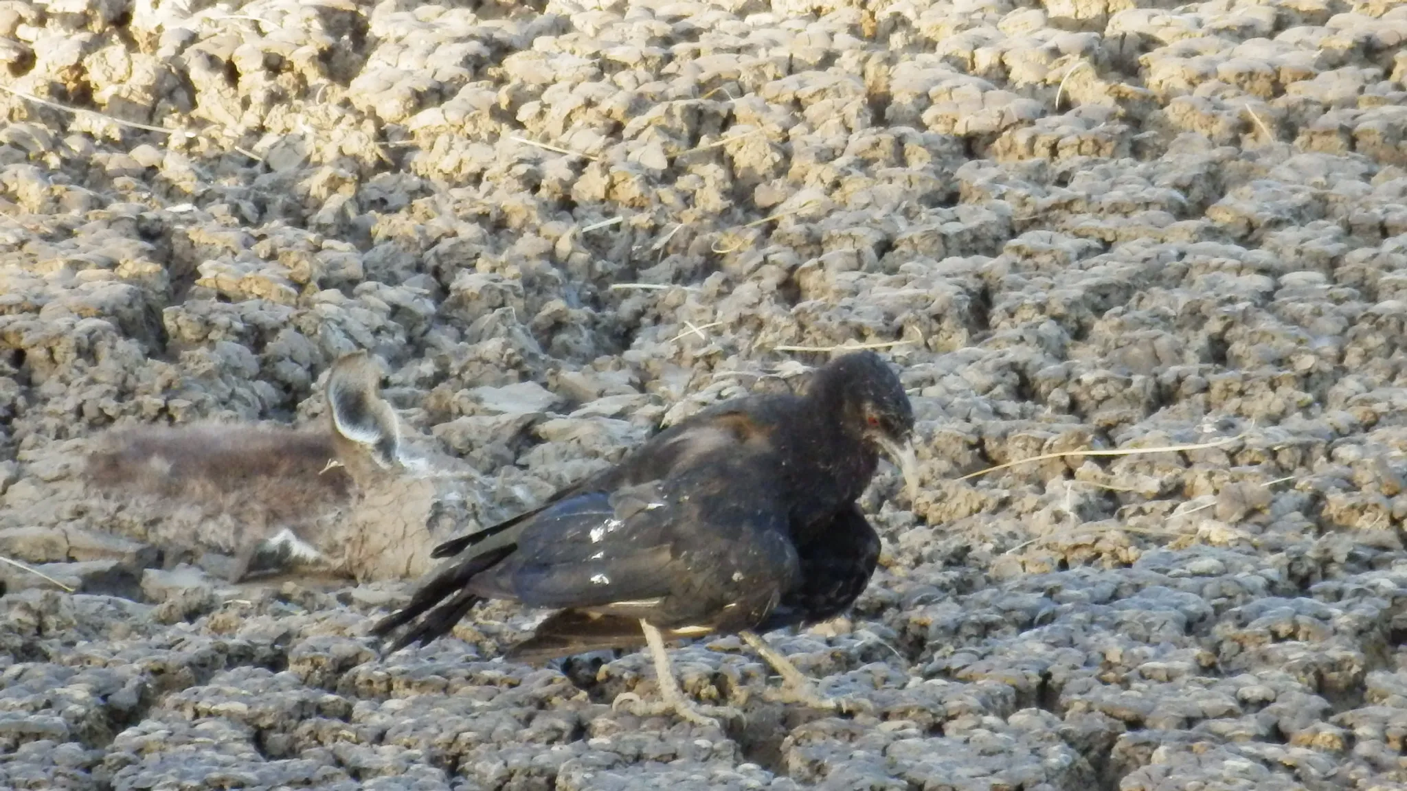 Jericho Swimming Pool