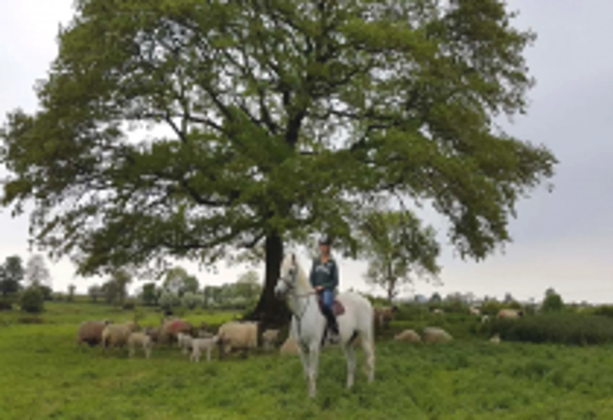 Castlefergus Riding Stables