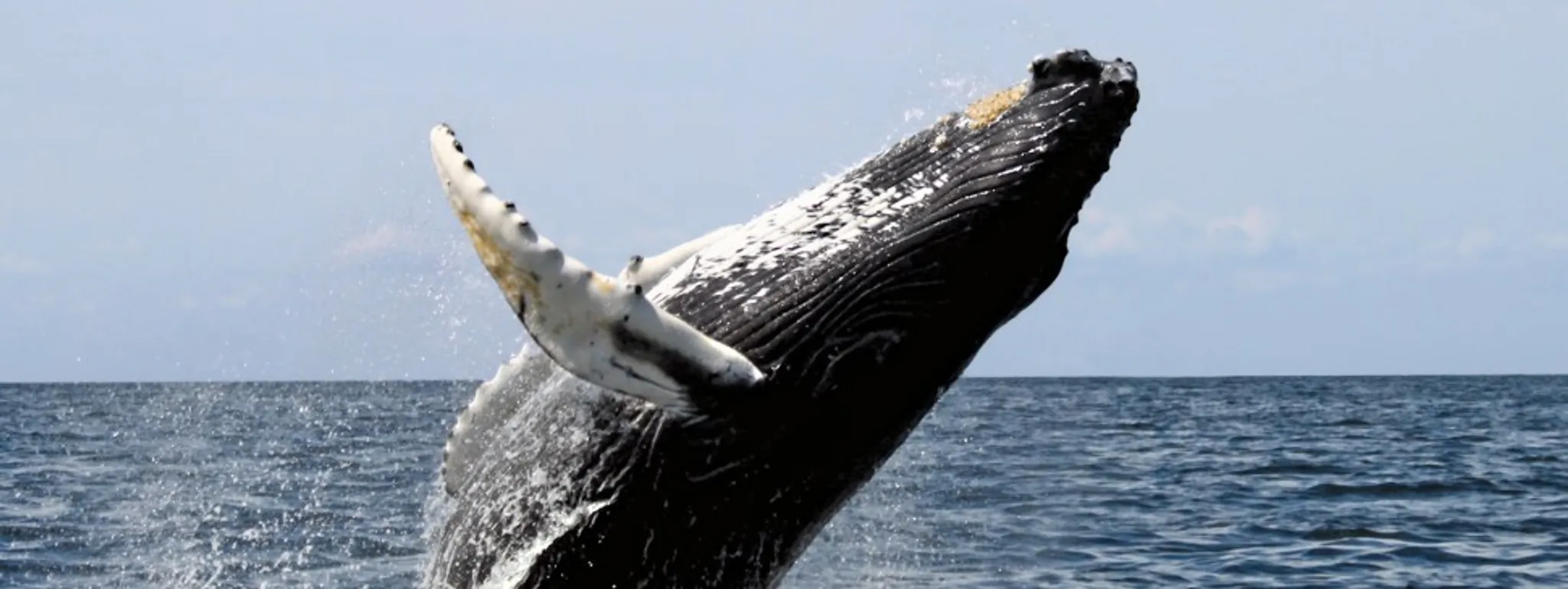 Whale Watching, Nature & Montague Island Charter